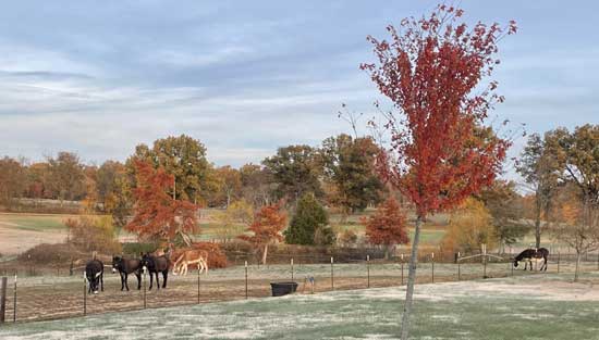 A pasture full of donkeys