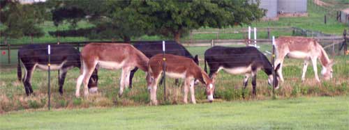 A pasture full of donkeys