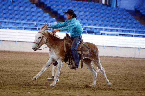 Rock Point Cowboy for Sale