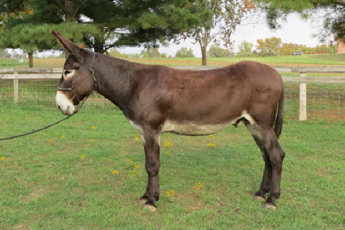 Rock Point Thomas Junior "JR" for Sale