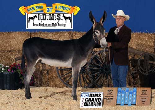Rock Point Just Plain Fred standing Grand as a Weanling with Terry Bates